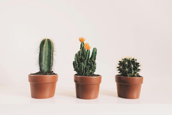 Découvrez Styley : le chic des accessoires cactus personnalisés
